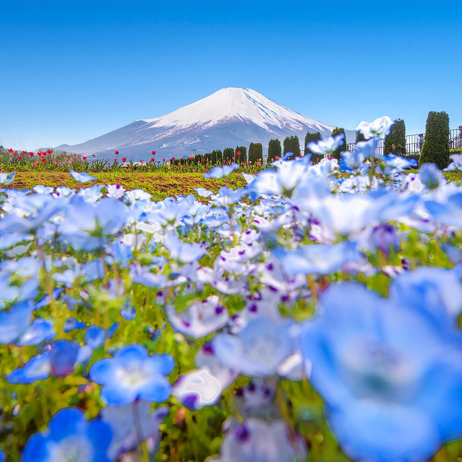 Fields of flowers around Mount Fuji